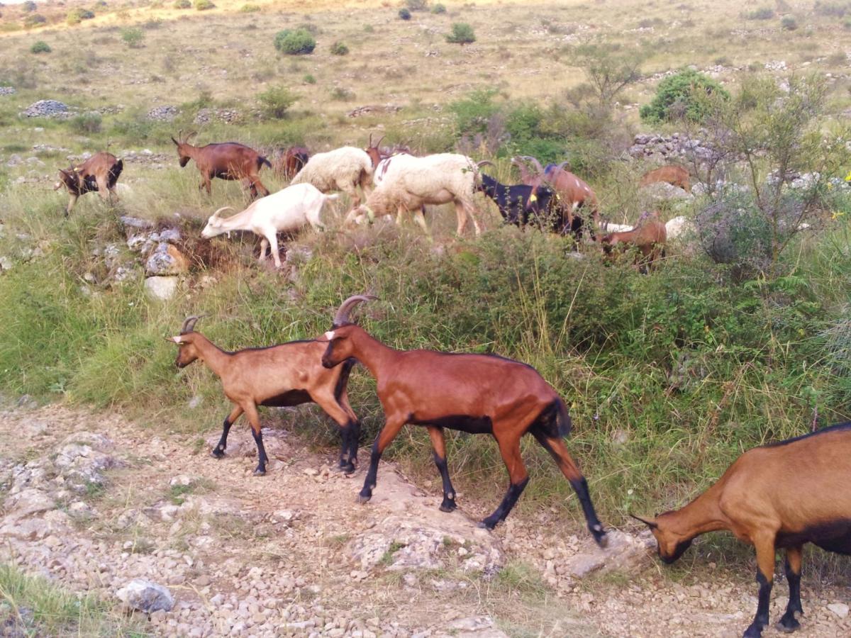 La Bastide Des Pins Bed & Breakfast Vence Dış mekan fotoğraf